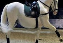 Lipica Stud Farm and Skocjan Caves Day Tour